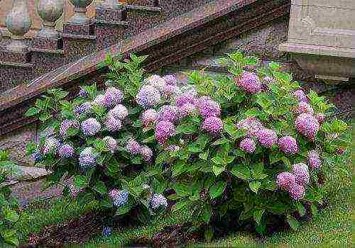 hydrangea paniculate white planting and care in the open field