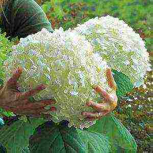 hydrangea paniculate white planting and care in the open field