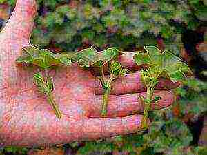 hydrangea paniculate white planting and care in the open field