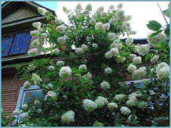 hydrangea paniculate white planting and care in the open field