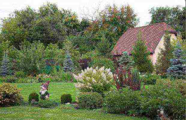 hydrangea paniculata big ben planting and care in the open field