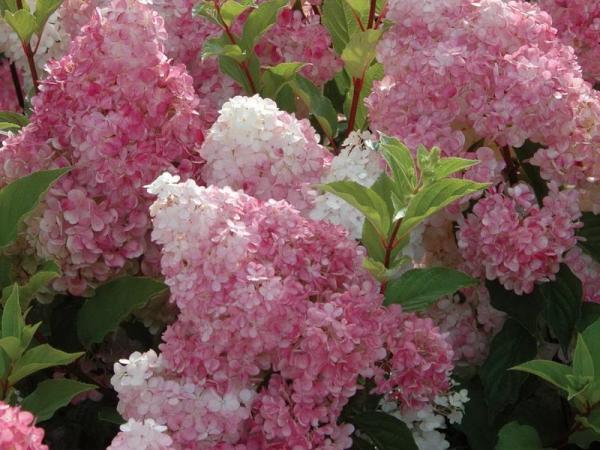 hydrangea paniculata big ben planting and care in the open field