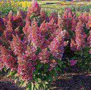 hydrangea paniculata big ben planting and care in the open field