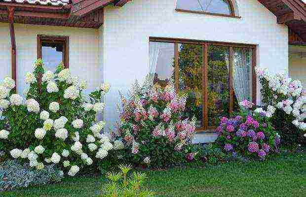 hydrangea paniculata big ben planting and care in the open field