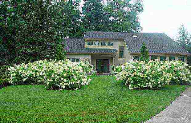 hydrangea paniculata big ben planting and care in the open field