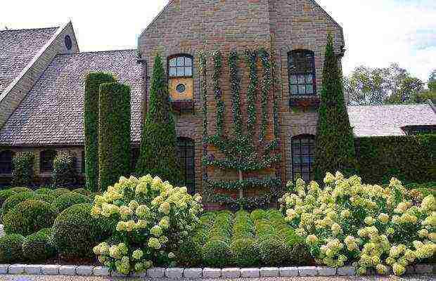 hydrangea paniculata big ben planting and care in the open field