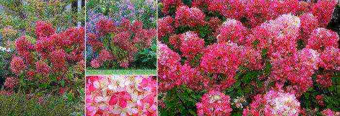 panicle hydrangea diamond rouge ปลูกและดูแลในทุ่งโล่ง