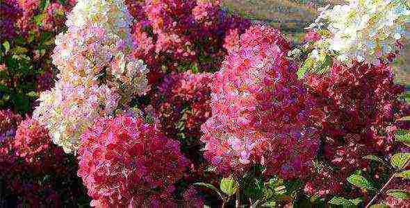 panicle hydrangea diamond rouge ปลูกและดูแลในทุ่งโล่ง