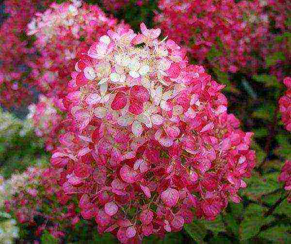panicle hydrangea diamond rouge planting and care in the open field