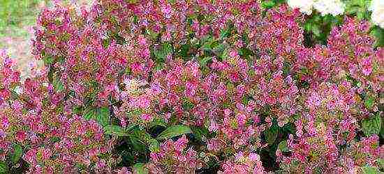 panicle hydrangea diamond rouge ปลูกและดูแลในทุ่งโล่ง