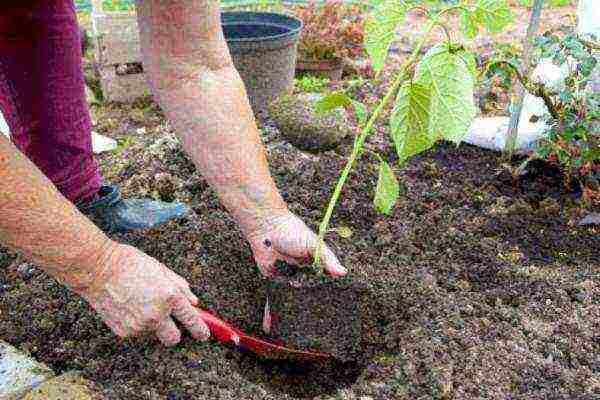 panicle hydrangea diamond rouge planting and care in the open field