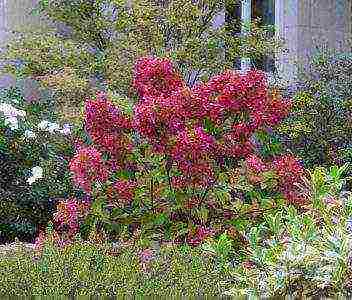 panicle hydrangea diamond rouge planting and care in the open field