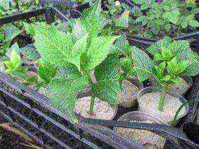 panicle hydrangea diamond rouge planting and care in the open field