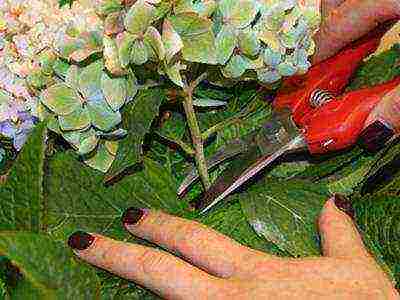 sadnica i njega na otvorenom polju hortenzija metlica dijamant rouge