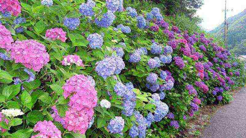 panicle hydrangea and tree planting and care in the open field