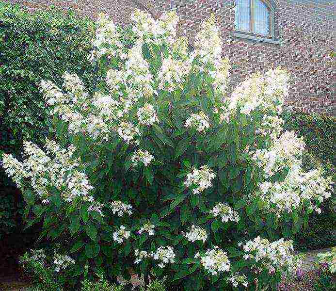 hydrangea paniculata levana planting and care in the open field