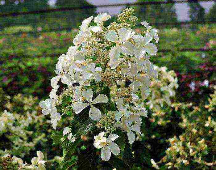 hydrangea paniculata levana planting and care in the open field