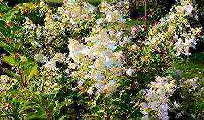 hydrangea panikulata levana pagtatanim at pangangalaga sa bukas na bukid