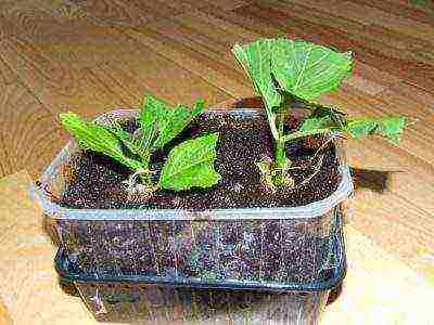 hydrangea paniculata levana planting and care in the open field