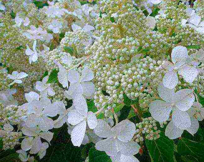 hydrangea panikulata levana pagtatanim at pangangalaga sa bukas na bukid