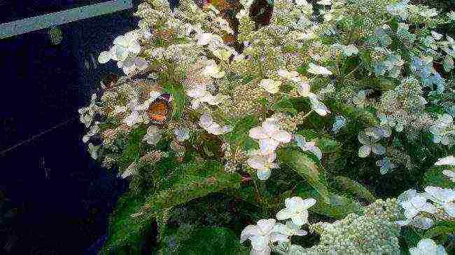 hydrangea paniculata levana planting and care in the open field