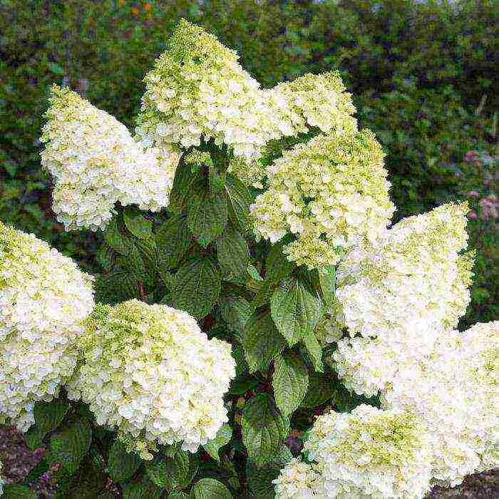 panicle hydrangea magical fire planting and care in the open field