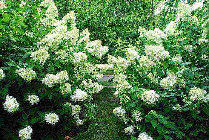 panicle hydrangea magical fire planting and care in the open field