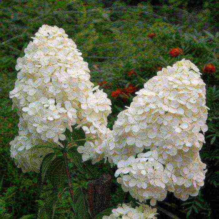 panicle hydrangea magical fire planting and care in the open field