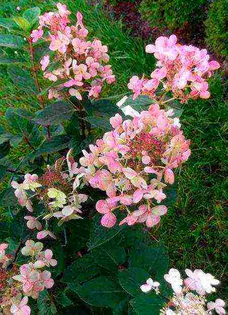 panicle hydrangea mahiwagang pagtatanim ng apoy at pangangalaga sa bukas na bukid