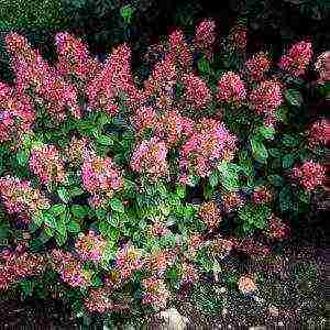 panicle hydrangea magical fire planting and care in the open field