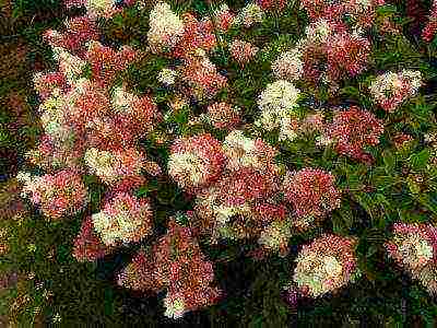 panicle hydrangea magical fire planting and care in the open field