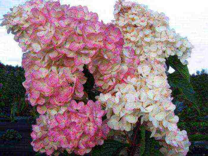 hydrangea paniculata pink lady planting and care in the open field