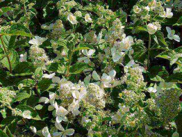 hydrangea paniculata pink lady planting and care in the open field