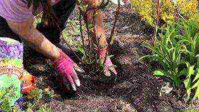 hydrangea paniculata pink lady planting and care in the open field