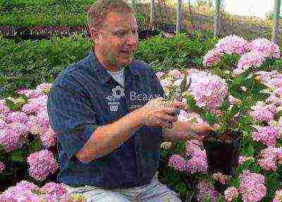 hydrangea paniculata pink lady planting and care in the open field