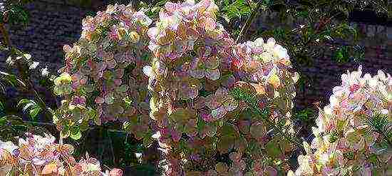 hydrangea paniculata pink lady na nagtatanim at nangangalaga sa bukas na bukid