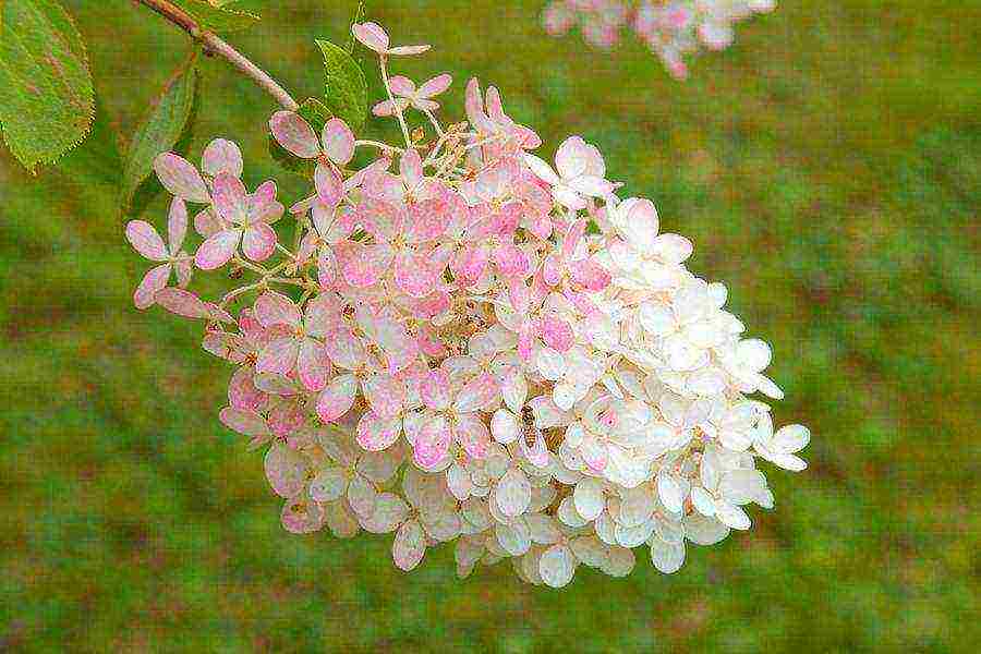 hydrangea paniculata pink lady planting and care in the open field