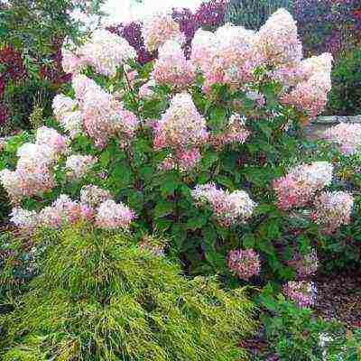 hydrangea paniculate planting and care in the open field pruning