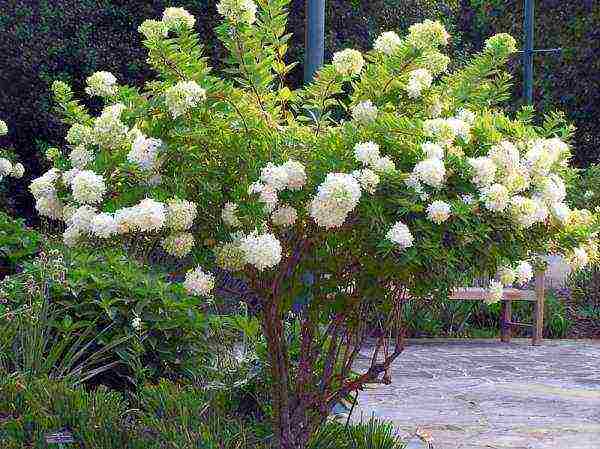 hydrangea paniculate planting and care in the open field pruning