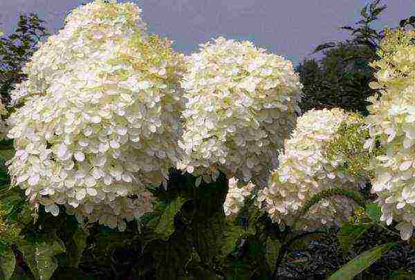 hydrangea paniculate planting and care in the open field pruning