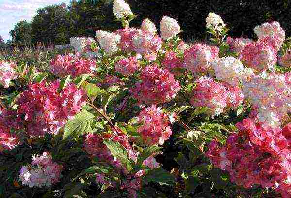 hydrangea paniculate planting and care in the open field pruning