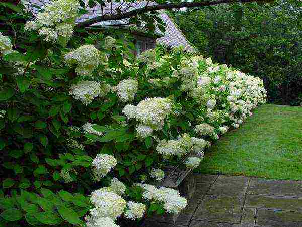 hydrangea paniklinik na pagtatanim at pangangalaga sa bukas na patlang na pruning