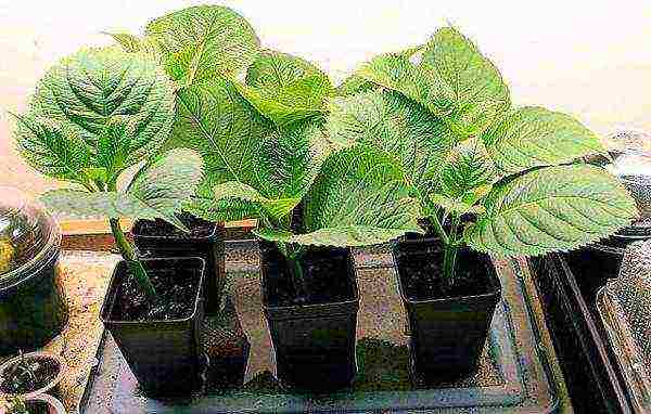 hydrangea planting with seeds and care in the open field