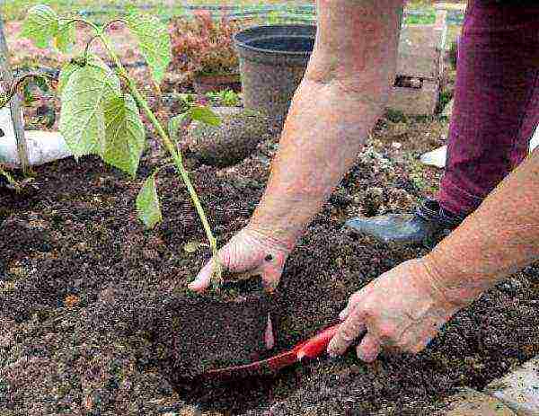 hydrangea planting with seeds and care in the open field