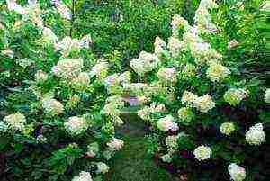 hydrangea planting with seeds and care in the open field