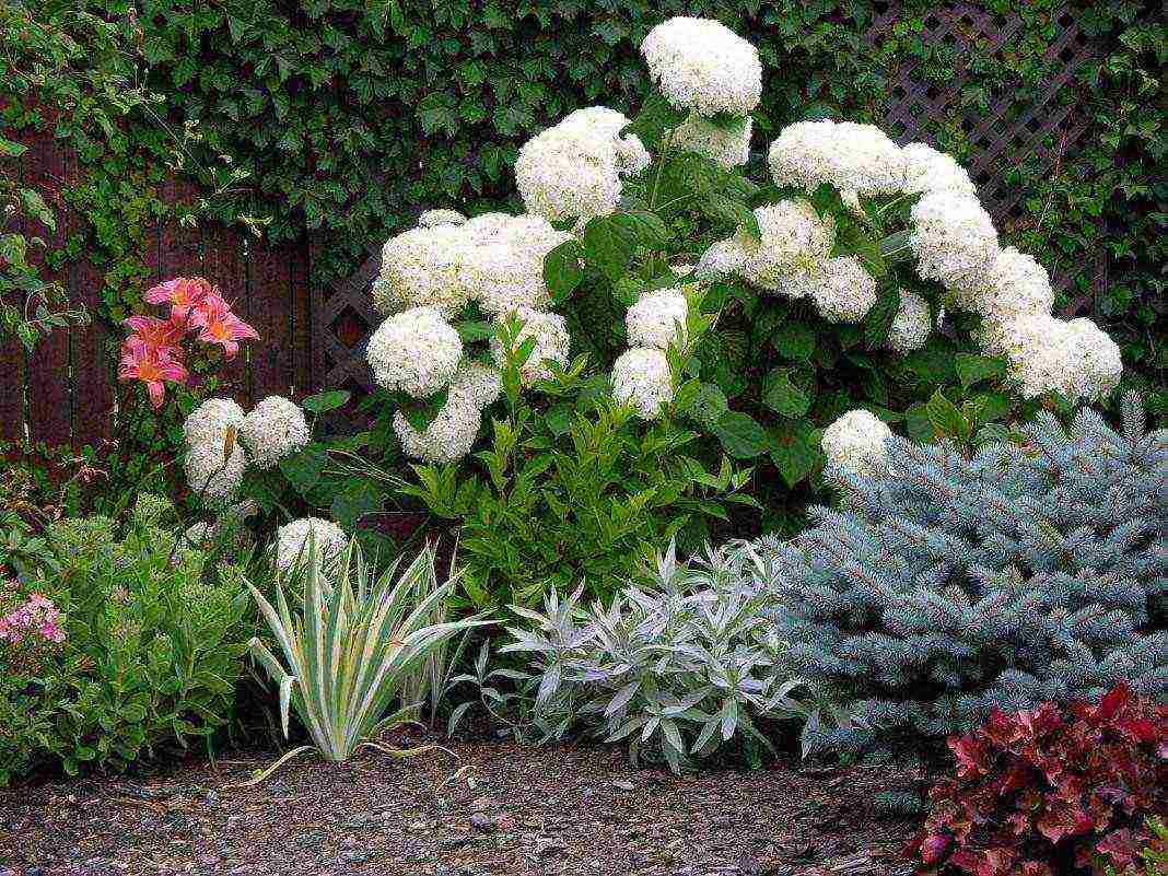 hydrangea planting with seeds and care in the open field