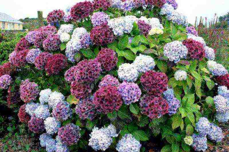 hydrangea planting with seeds and care in the open field