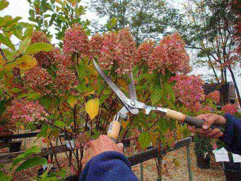 hydrangea planting with seeds and care in the open field