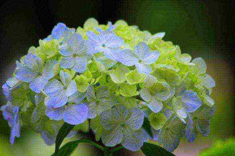hydrangea planting with seeds and care in the open field