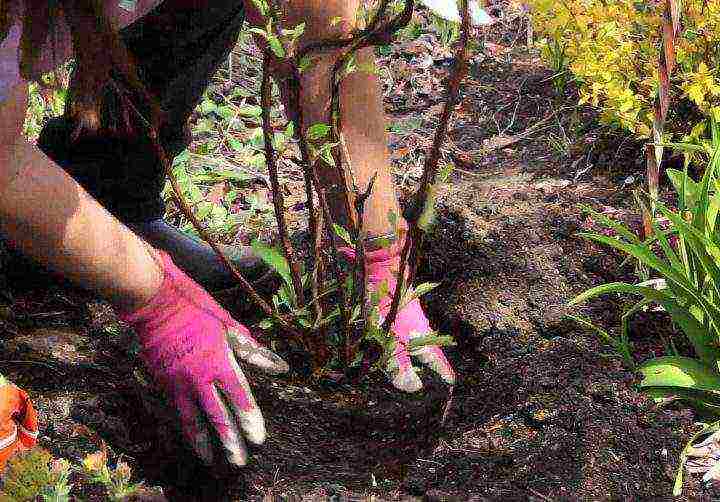 hydrangea planting with seeds and care in the open field